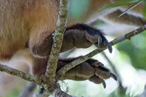 Grip: Lumholtz's Tree Kangaroo