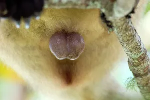 Sperm: Lumholtz's Tree Kangaroo