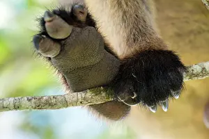 Grip: Lumholtz's Tree Kangaroo