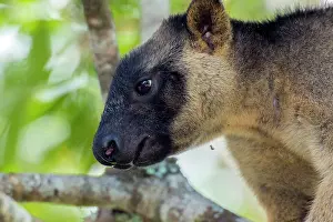 D. Parer & E. Parer-cook: Lumholtz's Tree Kangaroo