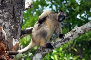 D. Parer & E. Parer-cook: Lumholtz's Tree Kangaroo