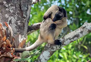 D. Parer & E. Parer-cook: Lumholtz's Tree Kangaroo
