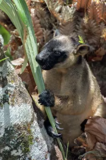 D. Parer & E. Parer-cook: Lumholtz's Tree Kangaroo