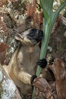 D. Parer & E. Parer-cook: Lumholtz's Tree Kangaroo