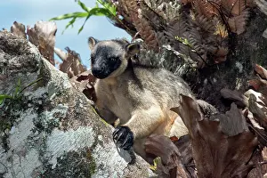 D. Parer & E. Parer-cook: Lumholtz's Tree Kangaroo