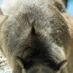 Lumholtzi: Lumholtz's Tree Kangaroo