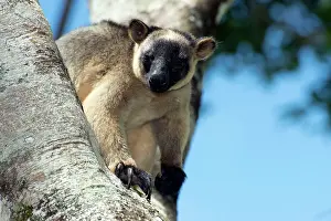 D. Parer & E. Parer-cook: Lumholtz's Tree Kangaroo