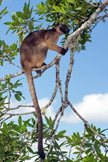 D. Parer & E. Parer-cook: Lumholtz's Tree Kangaroo