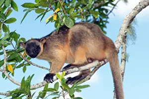 Lumholtz: Lumholtz's Tree Kangaroo