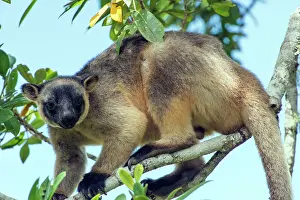 D. Parer & E. Parer-cook: Lumholtz's Tree Kangaroo