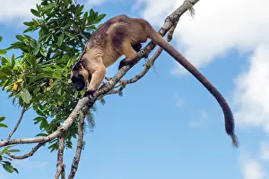 D. Parer & E. Parer-cook: Lumholtz's Tree Kangaroo