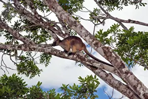 D. Parer & E. Parer-cook: Lumholtz's Tree Kangaroo