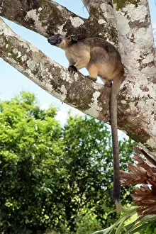 D. Parer & E. Parer-cook: Lumholtz's Tree Kangaroo