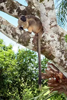 D. Parer & E. Parer-cook: Lumholtz's Tree Kangaroo