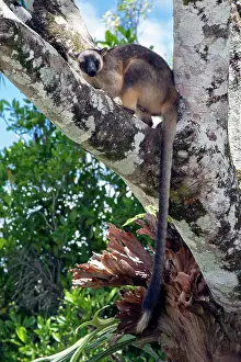 D. Parer & E. Parer-cook: Lumholtz's Tree Kangaroo