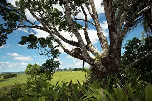 D. Parer & E. Parer-cook: Lumholtz's Tree Kangaroo