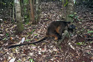 D. Parer & E. Parer-cook: Lumholtz's Tree Kangaroo
