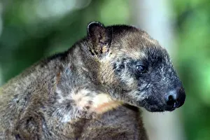 Lumholtzi: Lumholtz's Tree Kangaroo