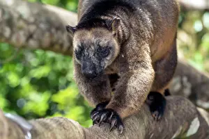 Quadrupedal: Lumholtz's Tree Kangaroo