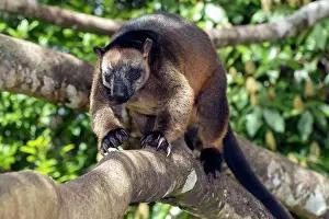 Quadrupedal: Lumholtz's Tree Kangaroo