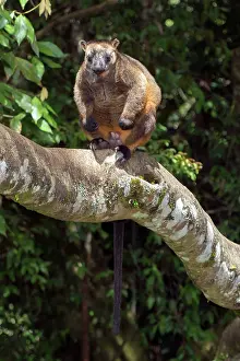 D. Parer & E. Parer-cook: Lumholtz's Tree Kangaroo