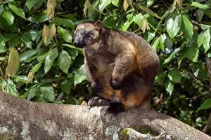 D. Parer & E. Parer-cook: Lumholtz's Tree Kangaroo