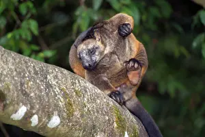 D. Parer & E. Parer-cook: Lumholtz's Tree Kangaroo