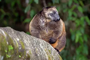 D. Parer & E. Parer-cook: Lumholtz's Tree Kangaroo