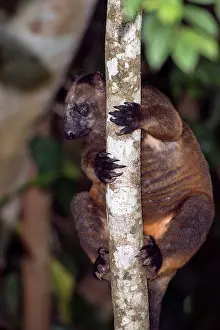 Backwards: Lumholtz's Tree Kangaroo