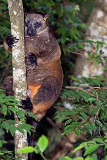 Backwards: Lumholtz's Tree Kangaroo