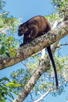 D. Parer & E. Parer-cook: Lumholtz's Tree Kangaroo