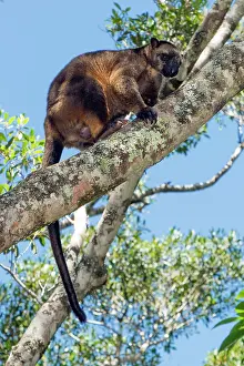 D. Parer & E. Parer-cook: Lumholtz's Tree Kangaroo