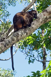 D. Parer & E. Parer-cook: Lumholtz's Tree Kangaroo