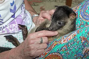 Lumholtz: Lumholtz's Tree-kangaroo - 9 months old female - with carer