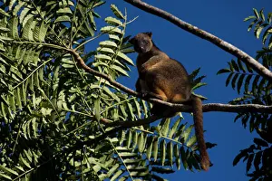 090818: Lumholtz's Tree Kangaroo - perched on a high branch