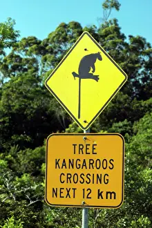 Lumholtz: Lumholtz's Tree Kangaroo roadside sign to prevent roadkills