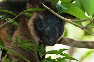 Lumholtz: Lumholtz's Tree Kangaroo - young looking