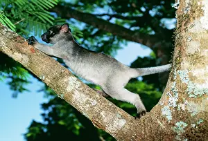 Lumholtz: LUMHOLTZ'S TREE KANGAROO - Young male