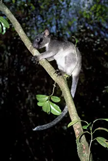 Lumholtz: Lumholtz's Tree Kangaroo - young male 8 months old
