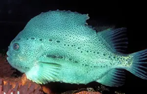 LUMPFISH / Lumpsucker - side view