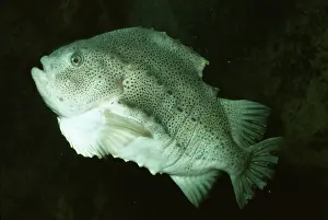 Sucker: Lumpsucker / Lumpfish