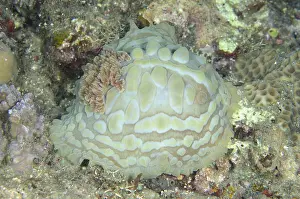 Nudibranches: Lumpy Asteronotus Nudibranch - Night dive, Pyramids