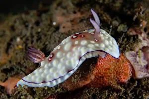 Gill: Lumpy Nudibranch