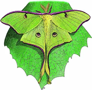 Luna: Luna Moth