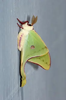 Georgia: Luna Moth