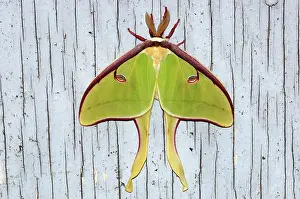Georgia: Luna Moth