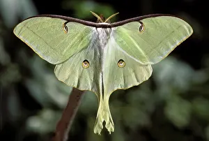 Winged: Luna Moth, Actias luna