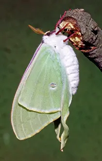 Saturniid: Luna Moth (Actias luna) drying wings