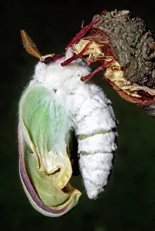 Saturniid: Luna Moth (Actias luna) newly hatched
