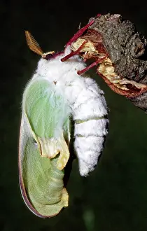Saturniid: Luna Moth (Actias luna) newly hatched